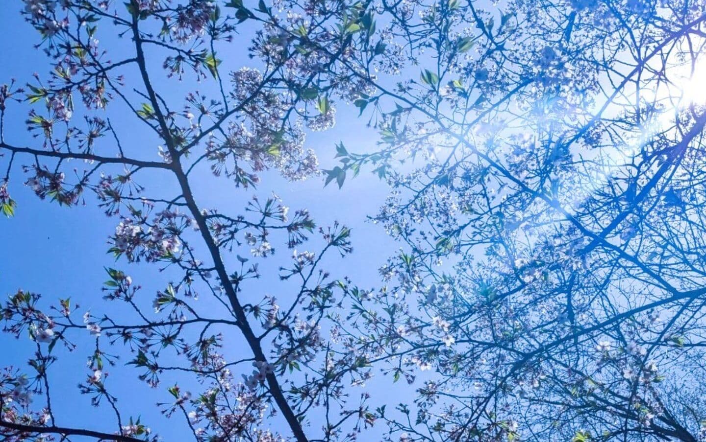 先輩社員の声①のイメージ画像